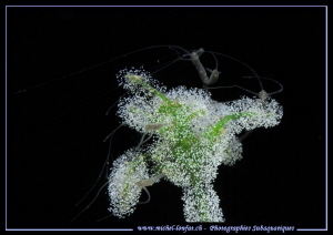 Couple of Hydras on the branches of a Stoneworts covered ... by Michel Lonfat 